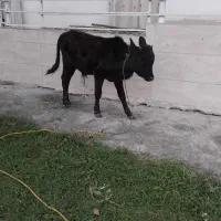 ورزاکوله چالوسی|حیوانات مزرعه|سنگر, |دیوار