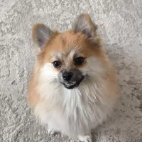 سگ پامر ماده ۹ ماهه عقیم نشده مدارک کامل