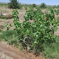 فروش-باغ-پسته