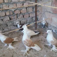 سفیددم سیاه طوقی آبی