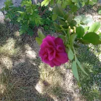 گلخانه-همراه-مسکونی