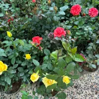 فروش ویژه گل رز و گل ها باغچه ای|گل و گیاه طبیعی|کازرون, |دیوار