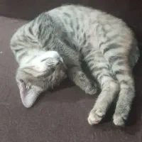 گربه