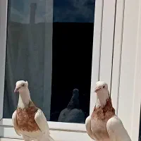 کبوتر فروشی کله دار