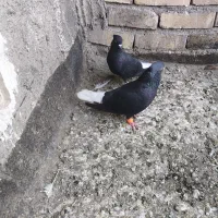 زاغ دم سفید نر و ماده جفت گاه و پرش