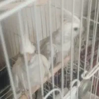 جفت عروس هلندی کارداده|پرنده|شیراز, فضلآباد|دیوار