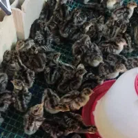 1000عدد جوجه یک روزه برنز