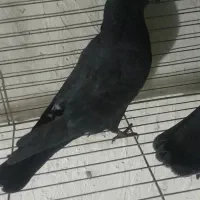 کبوتر|پرنده|محمدشهر, جعفرآباد|دیوار