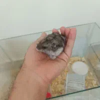 همستر کمپل وینتر وایت