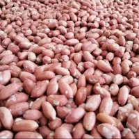 بادام زمینی امساله بسیار باکیفیت دو الکه