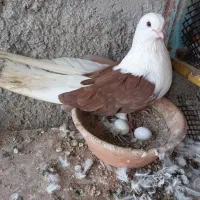 کبوتر دوکت|پرنده|بندرعباس, |دیوار