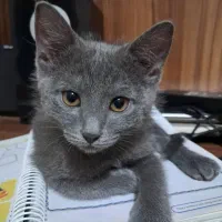 واگذاری گربه