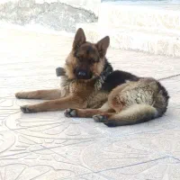سگ ژرمن نر