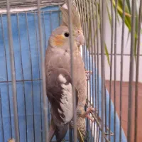 عروس هلندی  ۴ ماهه ماده