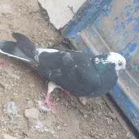 پرنده|پرنده|سرداران, |دیوار