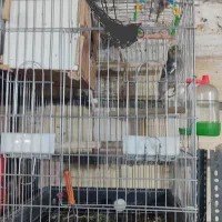 طوطی برزیلی عروس هلندی|پرنده|زنجان, |دیوار