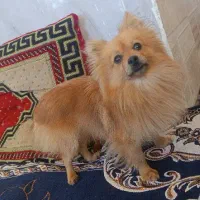 سگ پامر. توافقی