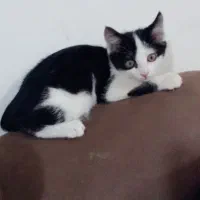 دختر خانم ناز|گربه|زنجان, |دیوار