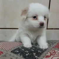 چند کوچولوی خانگی آماده واگذاری|سگ|شیراز, دست خضر|دیوار