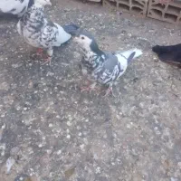 کفتر جفتگاه|پرنده|مشهد, رستگار|دیوار