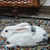 خرگوش خونه ای