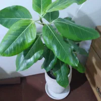 گل خانگی|گل و گیاه طبیعی|گنبد کاووس, |دیوار