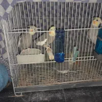 عروس هلندی بالغ