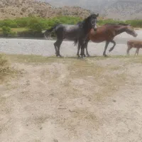 اسب اصیل