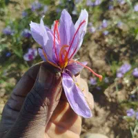 زعفران پوشال