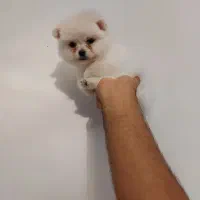 توله پامرانین|سگ|ماهدشت, |دیوار