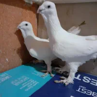 کبوتر بوفالو