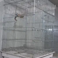 قفس طوطی و عروس