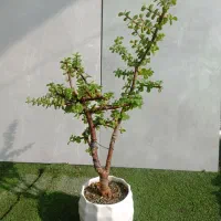 گل آپارتمانی کاکتوس بنسای  خرفه 8 ساله|گل و گیاه طبیعی|تهران, مسعودیه|دیوار