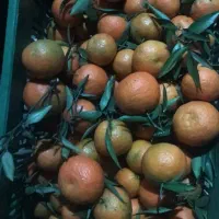 پرتقال نارنگی|خدمات باغبانی و درختکاری|چابکسر, |دیوار