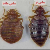 سمپاشی سم پاشی سراسر قم شبانه روزی تضمین شده|خدمات نظافت|قم, پردیسان|دیوار