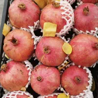 انار دانه سیاه شرین