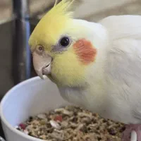 عروس هلندی گمشده|حیوانات|کرج, کوی امامیه|دیوار