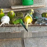 پرنده مرغ عشق|پرنده|میناب, |دیوار