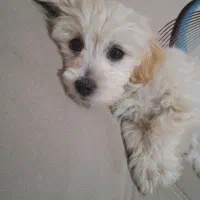 مالتیز شیتزو|سگ|کرمانشاه, |دیوار