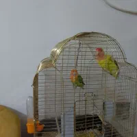 یک جفت طوطی برزیلی رنگ خاص باقفس و تمام وسایل