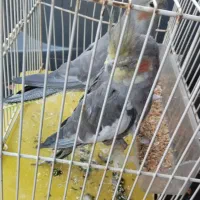 عروس هلندی عالی نر ماده