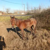 اسب|اسب و تجهیزات اسب‌سواری|کیاشهر, |دیوار