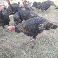 سلام بوقلمون وقو قاز نه ماهه درباغ بزرگ شده