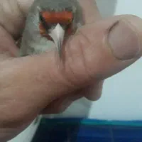 سهره|پرنده|رفسنجان, |دیوار