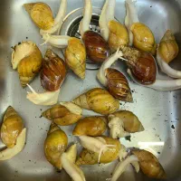 حلزون برای پوست