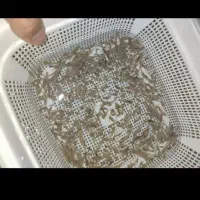 بچه ماهی گوپی|ماهی|بجنورد, |دیوار