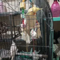 2500|پرنده|پلدختر, |دیوار