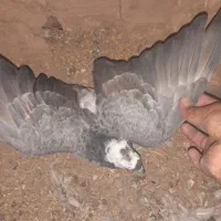 شازده جوونه و دوبال نر|پرنده|فردوس (خراسان), |دیوار