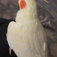 عروس هلندی