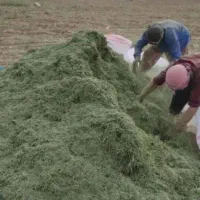 یونجه درجه یک تازه و سرسبز فروشی